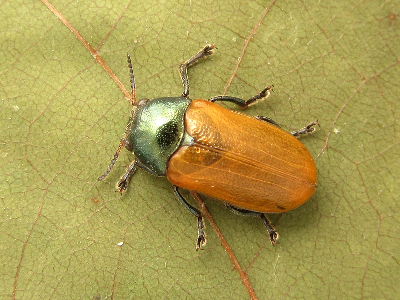 Chrysomelidae: Labidostomis ?  S, Labidostomis  cyanicornis, femmina